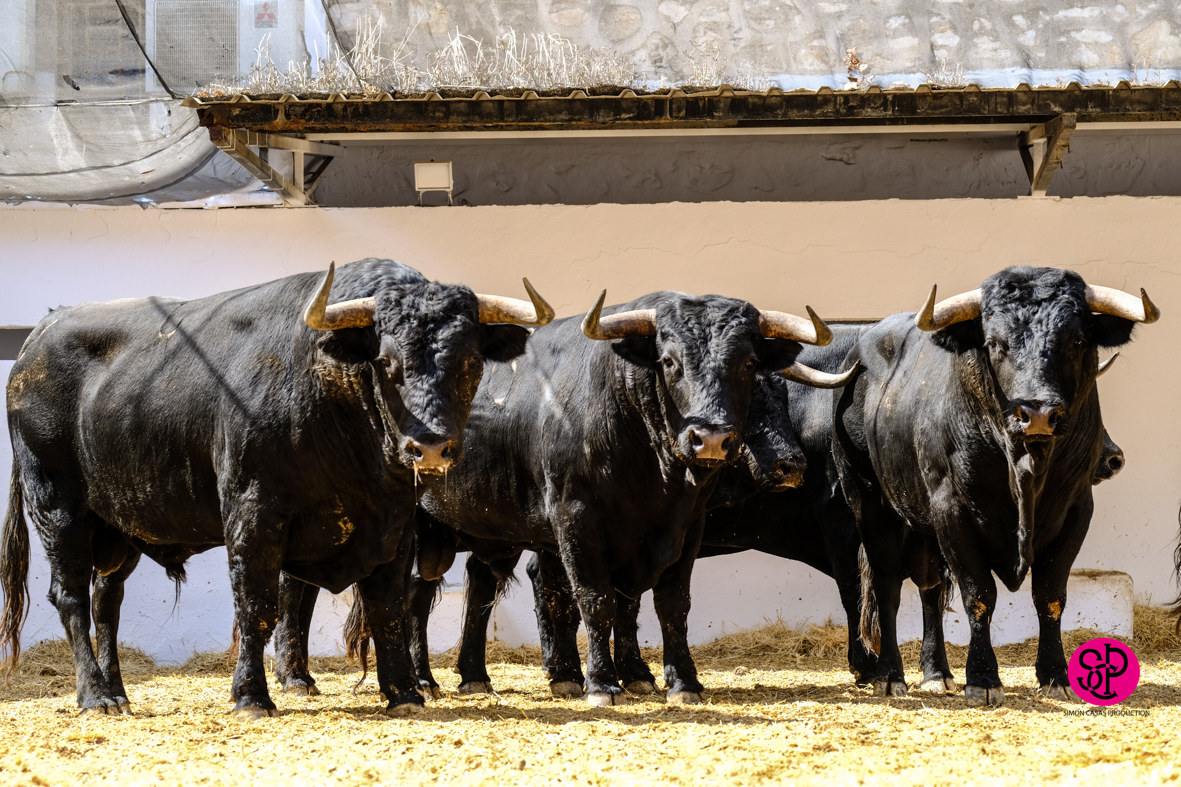 Toros de Cuadri para el 27 de julio de 2018 en Valencia