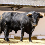 Toros de Cuadri para el 27 de julio de 2018 en Valencia