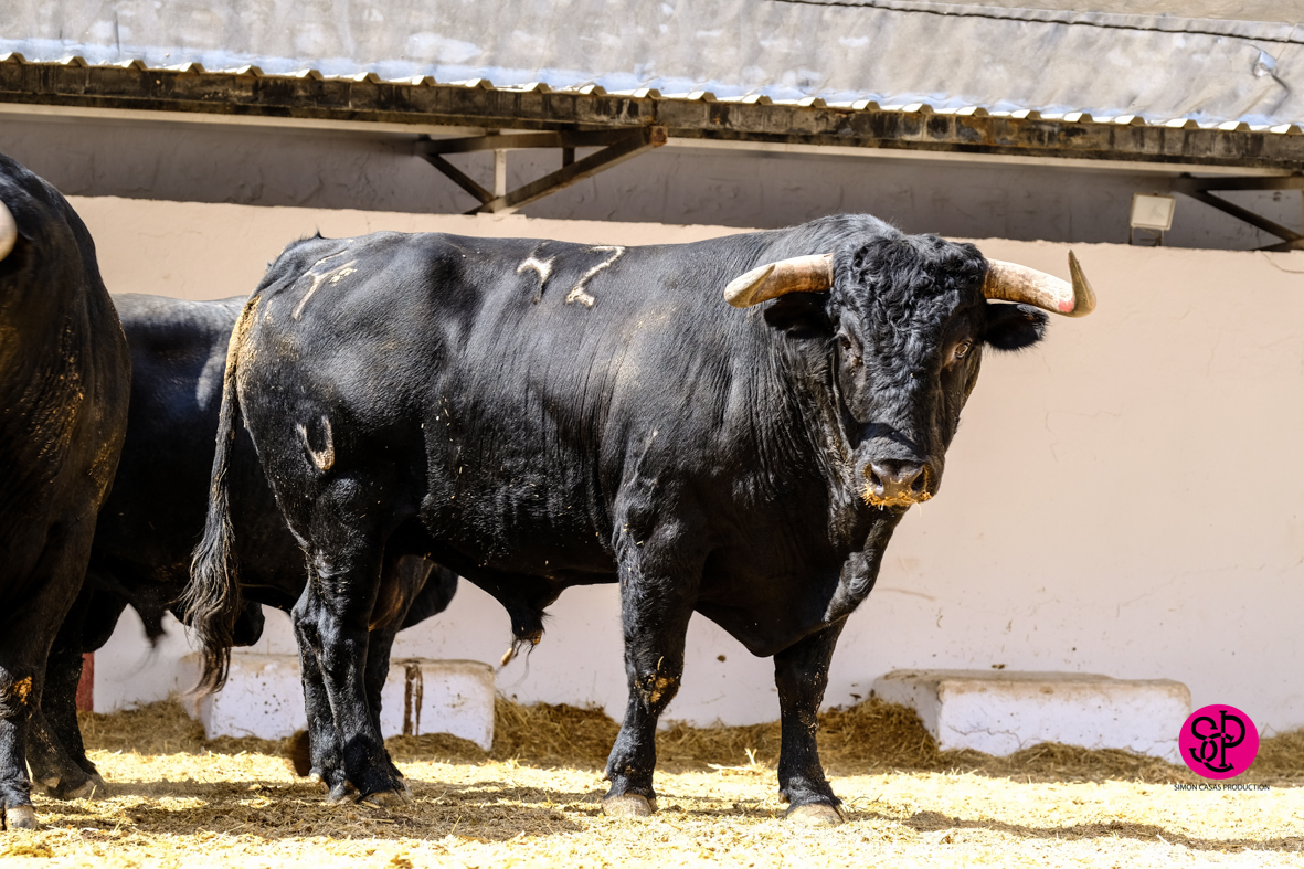 Toros de Cuadri para el 27 de julio de 2018 en Valencia