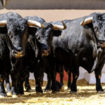 Toros de Cuadri para el 27 de julio de 2018 en Valencia