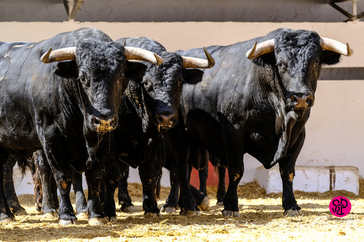 Toros de Cuadri para el 27 de julio de 2018 en Valencia
