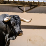 Toros de Cuadri para el 27 de julio de 2018 en Valencia