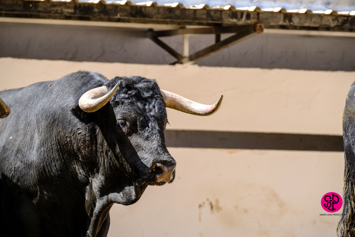 Toros de Cuadri para el 27 de julio de 2018 en Valencia