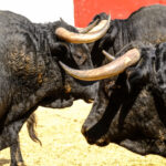 Toros de Cuadri para el 27 de julio de 2018 en Valencia