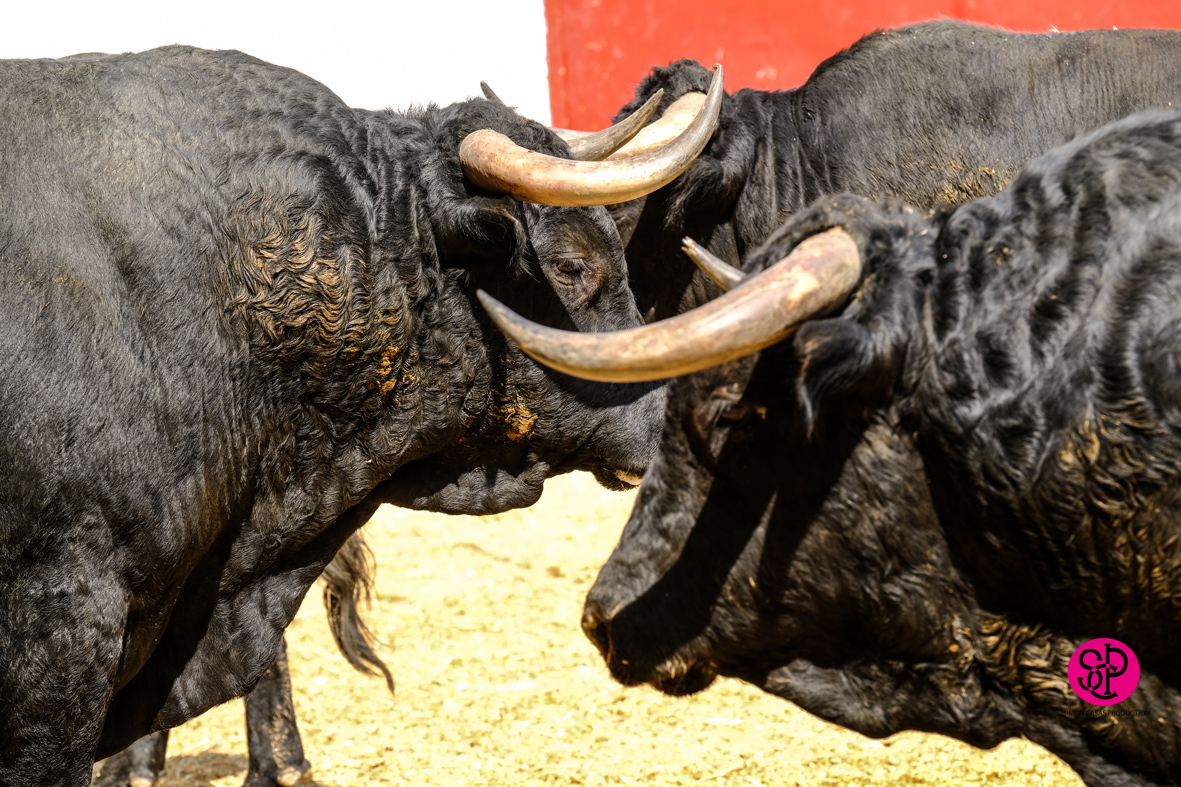 Toros de Cuadri para el 27 de julio de 2018 en Valencia
