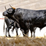 Toros de Cuadri para el 27 de julio de 2018 en Valencia