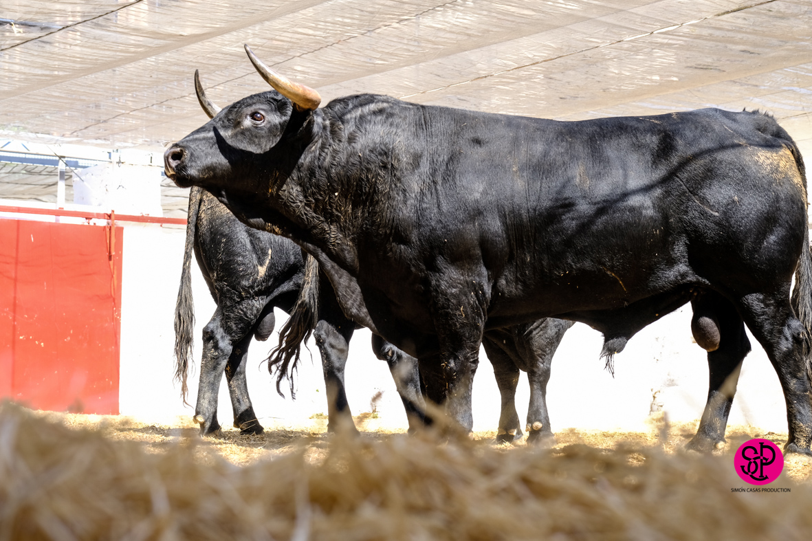 Toros de Cuadri para el 27 de julio de 2018 en Valencia