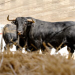 Toros de Cuadri para el 27 de julio de 2018 en Valencia