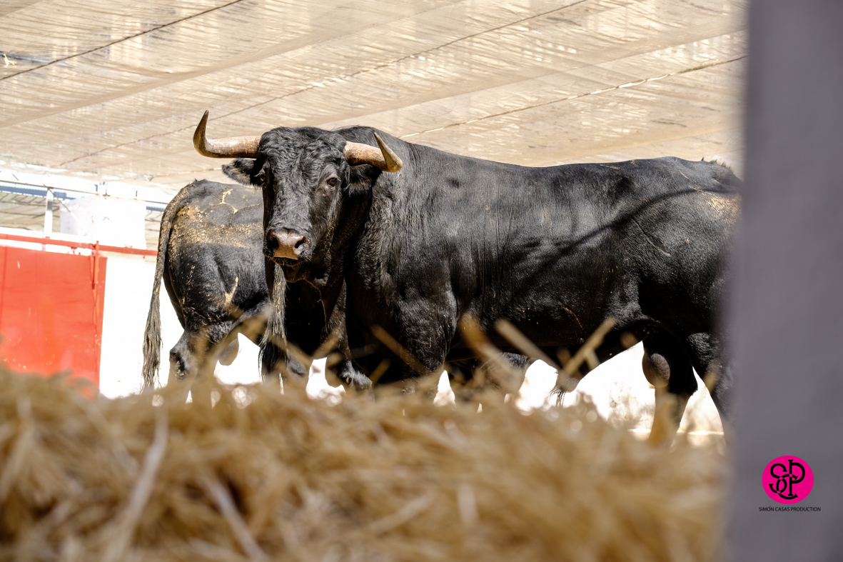 Toros de Cuadri para el 27 de julio de 2018 en Valencia