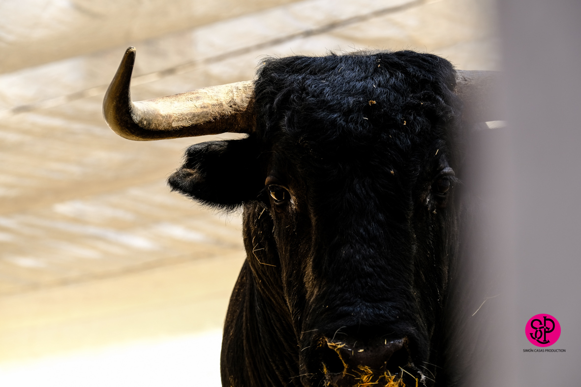 Toros de Cuadri para el 27 de julio de 2018 en Valencia
