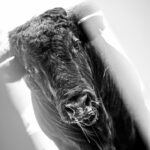 Toros de Cuadri para el 27 de julio de 2018 en Valencia