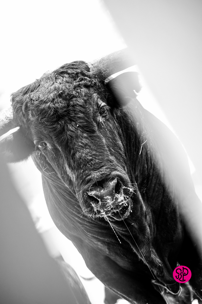 Toros de Cuadri para el 27 de julio de 2018 en Valencia