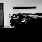 Toros de Cuadri para el 27 de julio de 2018 en Valencia