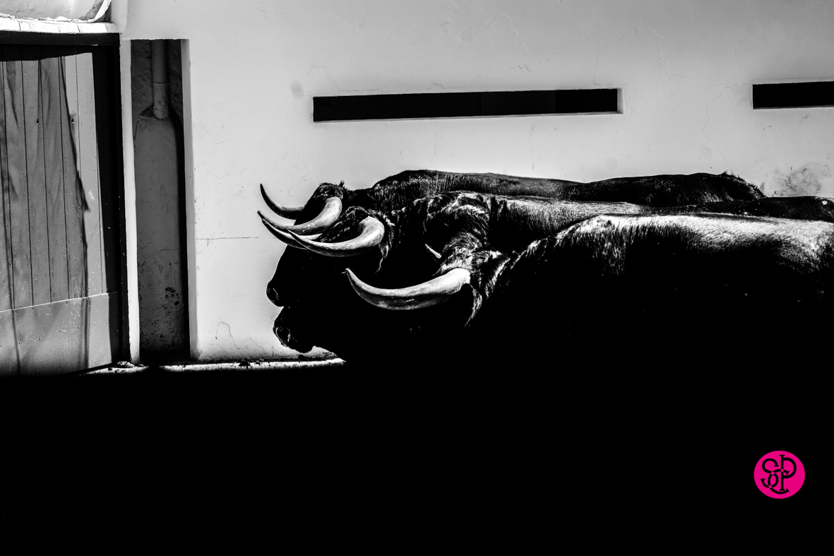 Toros de Cuadri para el 27 de julio de 2018 en Valencia