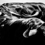 Toros de Cuadri para el 27 de julio de 2018 en Valencia