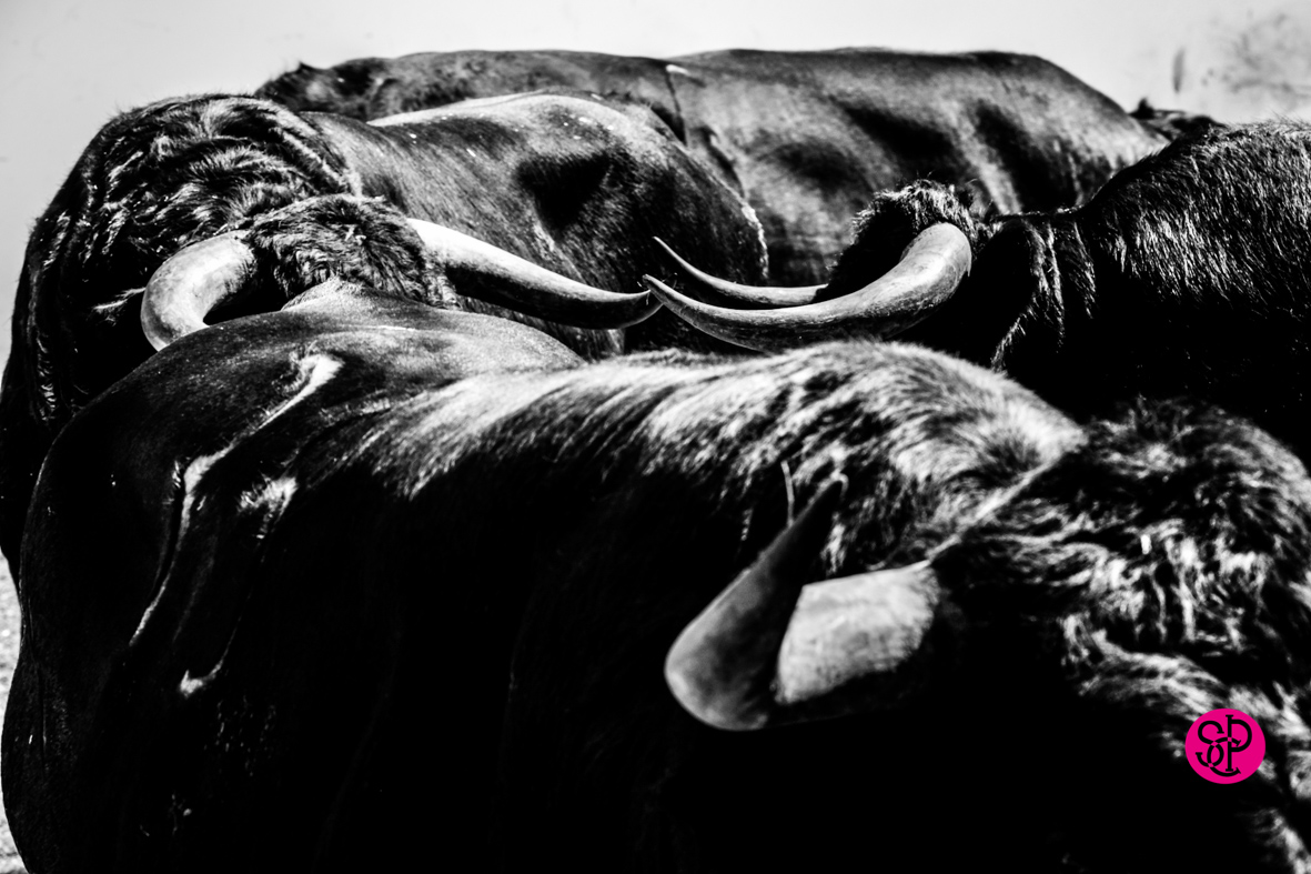 Toros de Cuadri para el 27 de julio de 2018 en Valencia