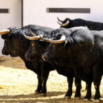 Toros de Cuadri para el 27 de julio de 2018 en Valencia