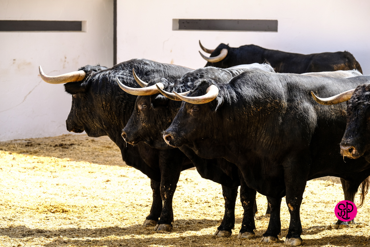 Toros de Cuadri para el 27 de julio de 2018 en Valencia