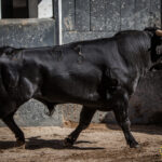 Novillos de La Ventana del Puerto para la novillada nocturna del27 de julio de 2018