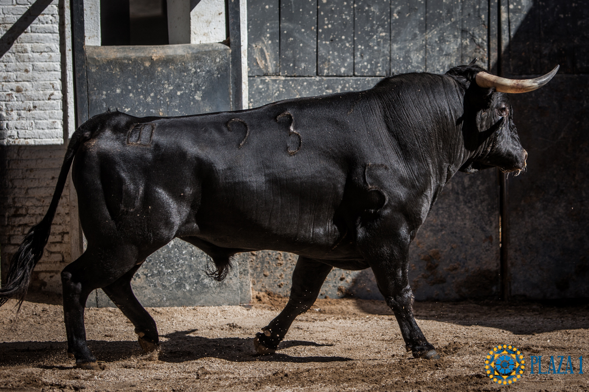 Novillos de La Ventana del Puerto para la novillada nocturna del27 de julio de 2018