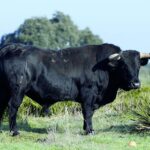 Toros de Cuadri para la Feria de San Ignacio de Azpeitia