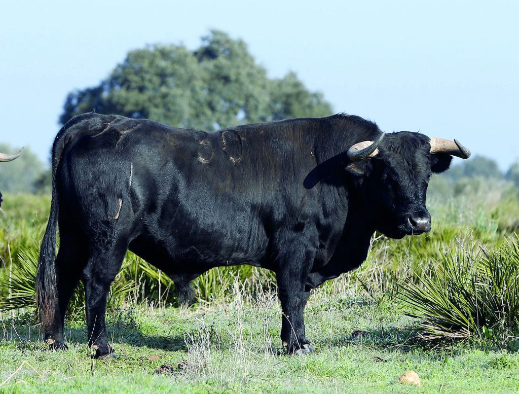 Toros de Cuadri para la Feria de San Ignacio de Azpeitia