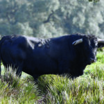 Toros de Cuadri para la Feria de San Ignacio de Azpeitia