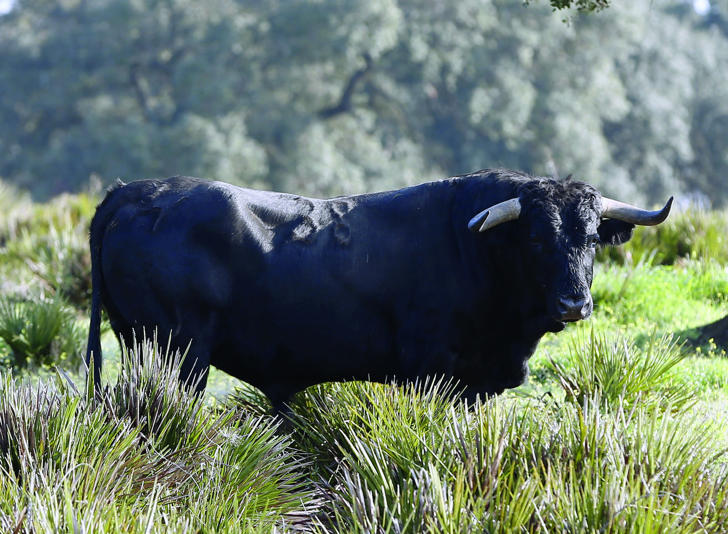 Toros de Cuadri para la Feria de San Ignacio de Azpeitia
