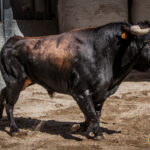 Novillos de La Ventana del Puerto para la novillada nocturna del27 de julio de 2018