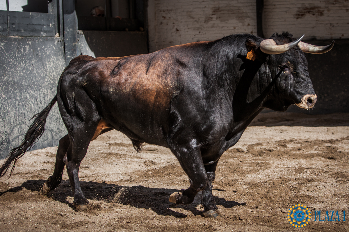 Novillos de La Ventana del Puerto para la novillada nocturna del27 de julio de 2018