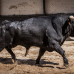 Novillos de La Ventana del Puerto para la novillada nocturna del27 de julio de 2018