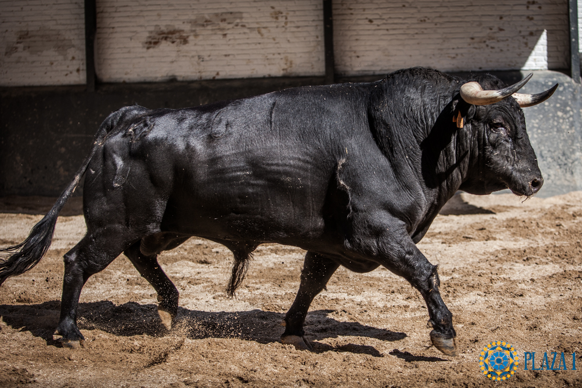 Novillos de La Ventana del Puerto para la novillada nocturna del27 de julio de 2018