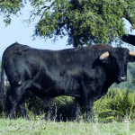 Toros de Cuadri para la Feria de San Ignacio de Azpeitia