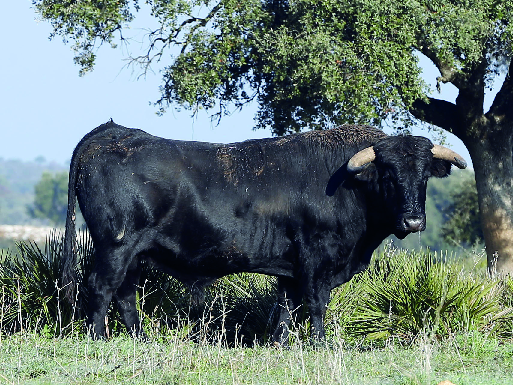 Toros de Cuadri para la Feria de San Ignacio de Azpeitia