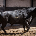 Novillos de La Ventana del Puerto para la novillada nocturna del27 de julio de 2018
