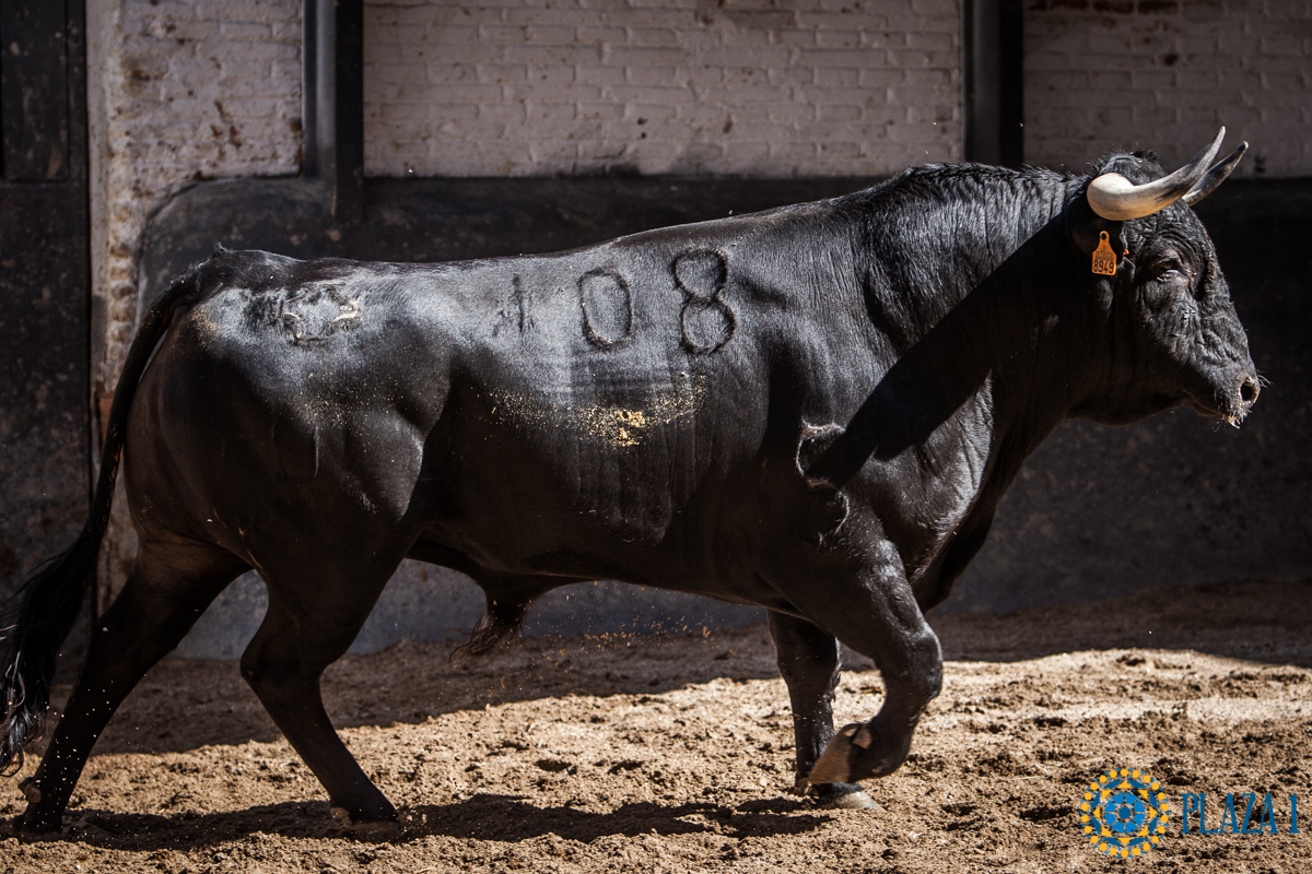 Novillos de La Ventana del Puerto para la novillada nocturna del27 de julio de 2018