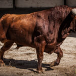 Novillos de La Ventana del Puerto para la novillada nocturna del27 de julio de 2018