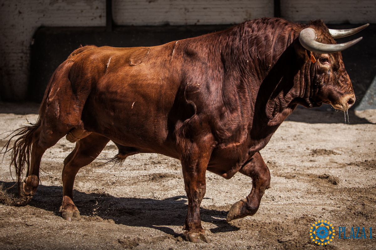Novillos de La Ventana del Puerto para la novillada nocturna del27 de julio de 2018
