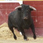 Valencia - Feria de Julio - Novillada picada - Domingo 22 de julio de 2018