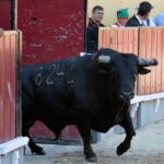 Vila Franca de Xira (Portugal), domingo 8 de julio de 2018