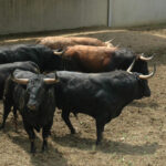 Pamplona - Toros del Fuente Ymbro para el 10 de julio de 2018