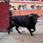 Vila Franca de Xira (Portugal), domingo 8 de julio de 2018