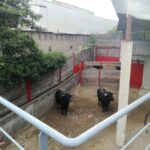 Azpeitia, martes 31 de julio. Toros de Hijos de Celestino Cuadri