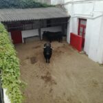 Azpeitia, martes 31 de julio. Toros de Hijos de Celestino Cuadri