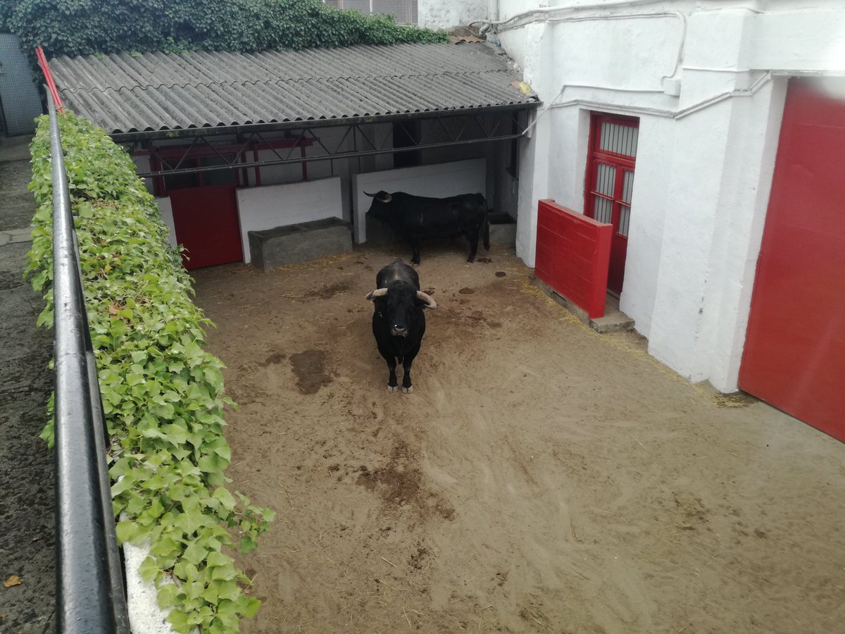 Azpeitia, martes 31 de julio. Toros de Hijos de Celestino Cuadri