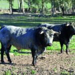 Toros de Ana Romero para la Feria de San Ignacio de Azpeitia