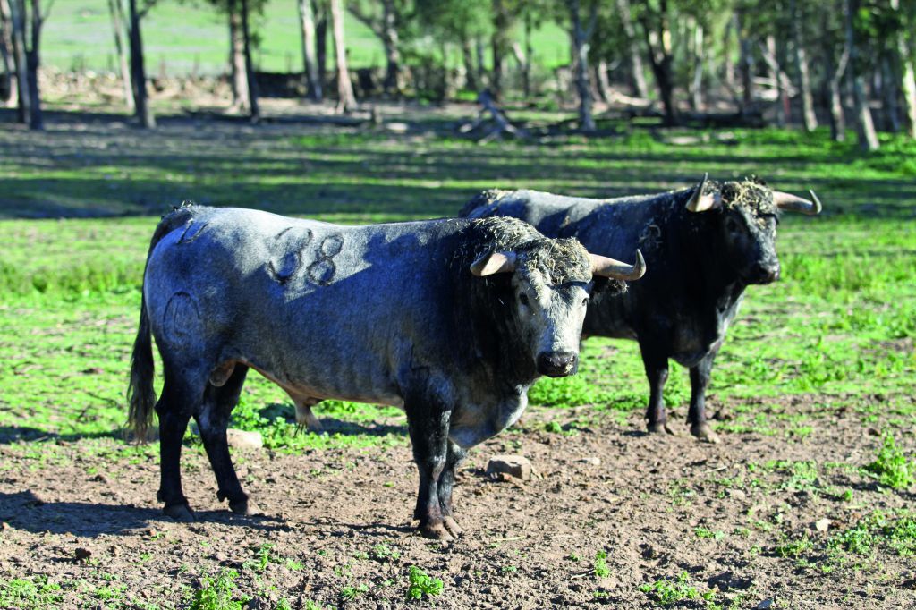 Toros de Ana Romero para la Feria de San Ignacio de Azpeitia
