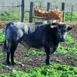 Toros de Ana Romero para la Feria de San Ignacio de Azpeitia