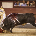 Madrid- Novillada nocturna - Viernes 20 de julio de 2018