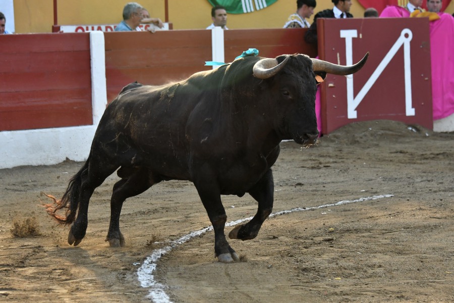 Ceret, 15 de julio de 2018. Corrida vespertina